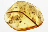 Two Detailed Fossil Red Velvet Mites (Erythracarinae) In Amber #300676-1